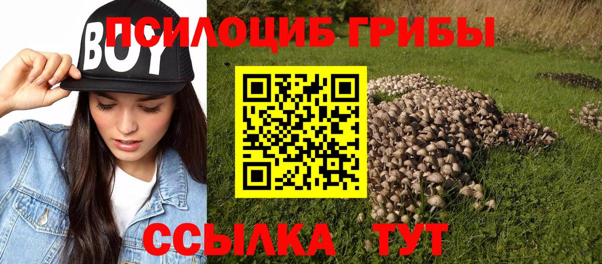 Псилоцибиновые грибы Psilocybine cubensis Богданович